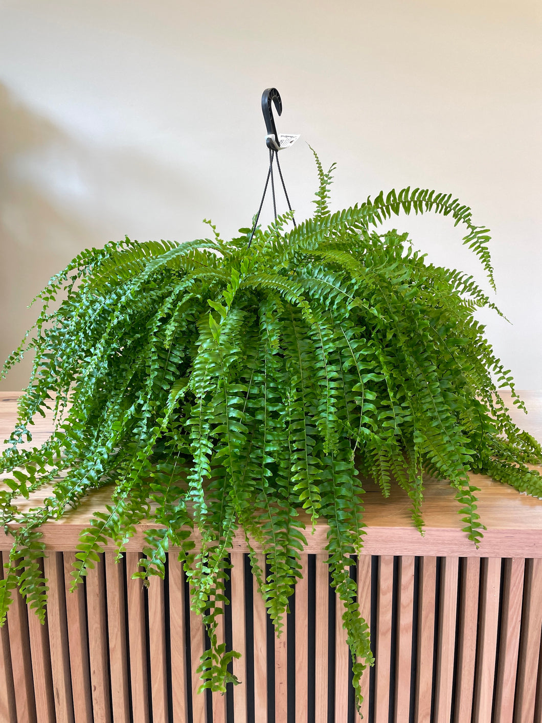 Nephrolepsis exaltata 'Boston Fern'