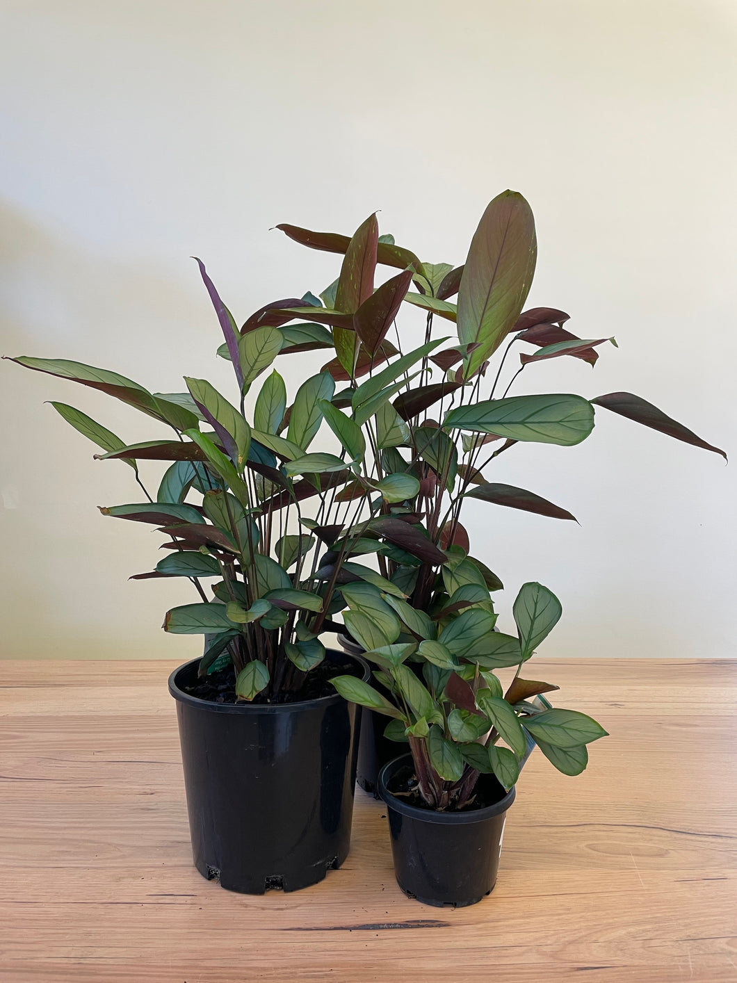 Ctenanthe setosa 'Grey Star'