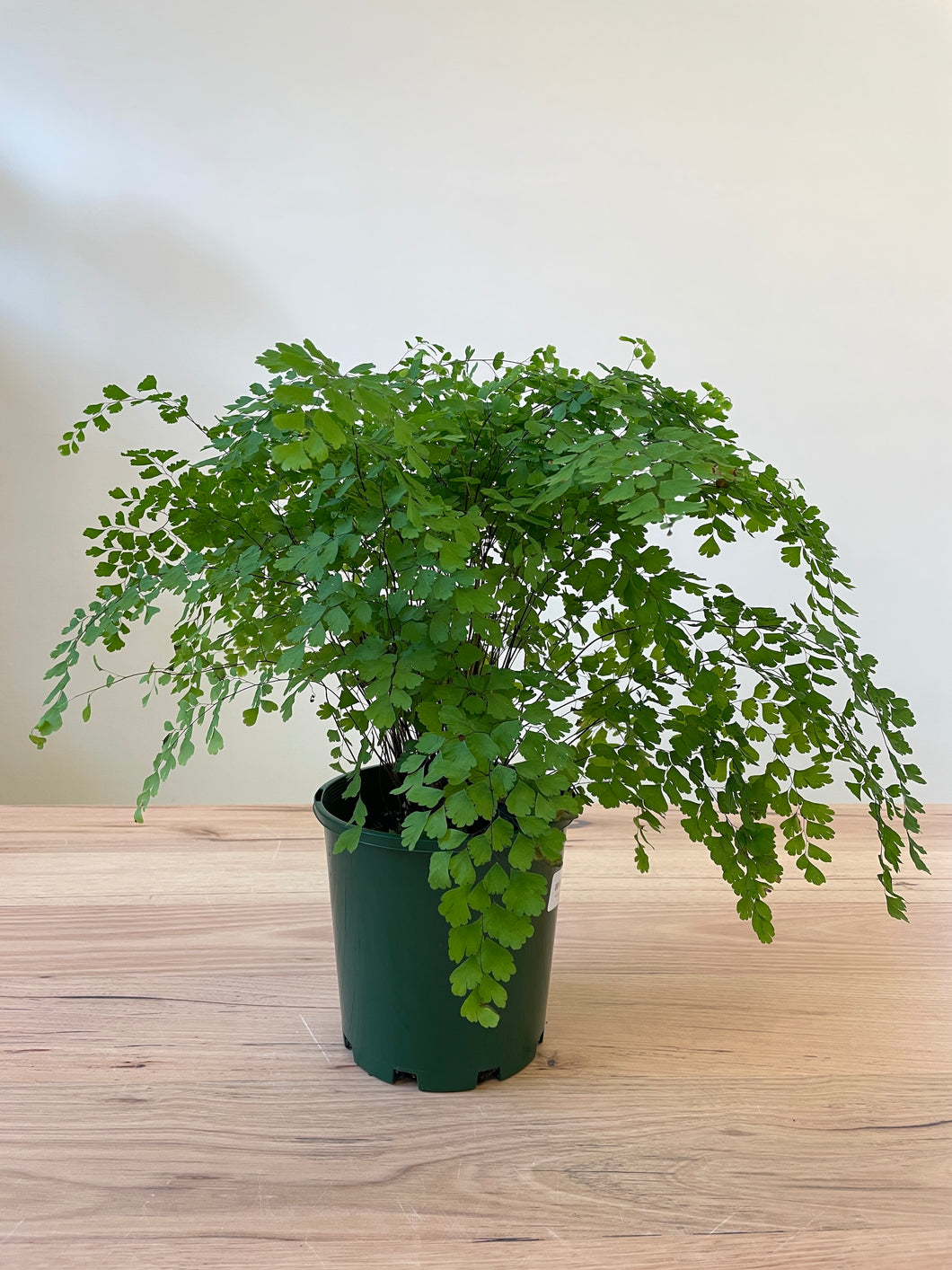 Adiantum 'Maidenhair Fern'