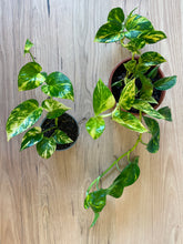 Load image into Gallery viewer, Epipremnum aureum &#39;Devil&#39;s Ivy&#39;
