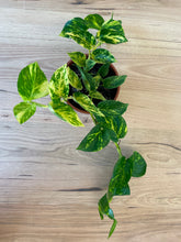 Load image into Gallery viewer, Epipremnum aureum &#39;Devil&#39;s Ivy&#39;
