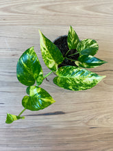 Load image into Gallery viewer, Epipremnum aureum &#39;Devil&#39;s Ivy&#39;
