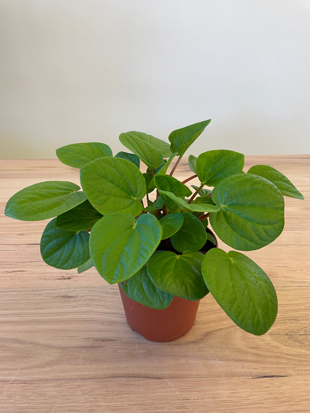 Peperomia albovittata 'Rana Verde'