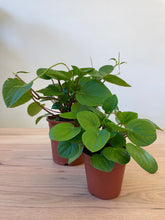 Load image into Gallery viewer, Peperomia albovittata &#39;Rana Verde&#39;
