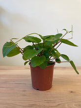 Load image into Gallery viewer, Peperomia albovittata &#39;Rana Verde&#39;
