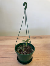 Load image into Gallery viewer, Peperomia puteolata 'Parallel'
