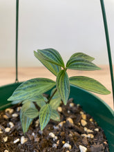 Load image into Gallery viewer, Peperomia puteolata 'Parallel'
