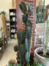 Load image into Gallery viewer, Philodendron gigas &#39;Giant&#39;
