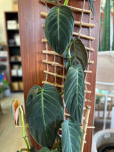 Load image into Gallery viewer, Philodendron gigas &#39;Giant&#39;
