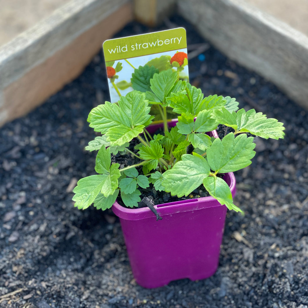 Strawberry 'Wild'