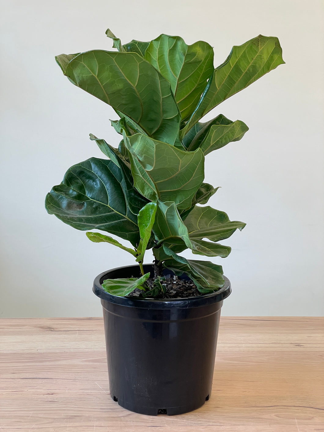 Ficus lyrata