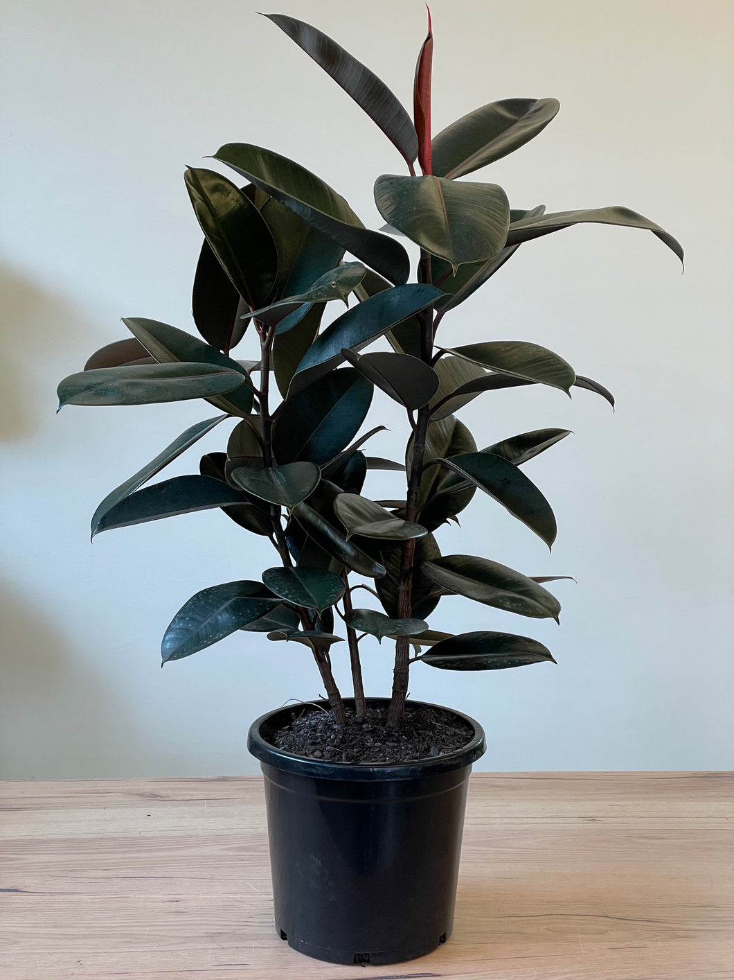 Ficus elastica 'Burgundy'