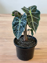 Load image into Gallery viewer, Alocasia x Amazonica
