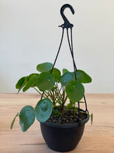 Load image into Gallery viewer, Pilea peperomioides &#39;Chinese Money Plant&#39;
