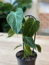 Load image into Gallery viewer, Philodendron verrucosum x melanochrysum &#39;Splendid&#39;
