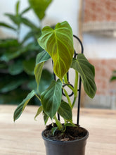 Load image into Gallery viewer, Philodendron verrucosum x melanochrysum &#39;Splendid&#39;
