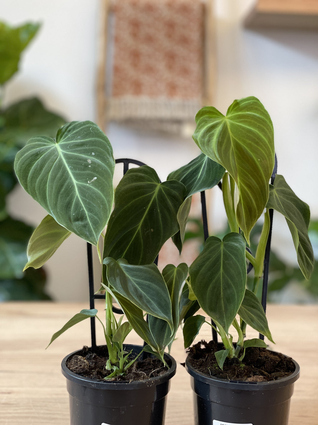 Philodendron verrucosum x melanochrysum 'Splendid'