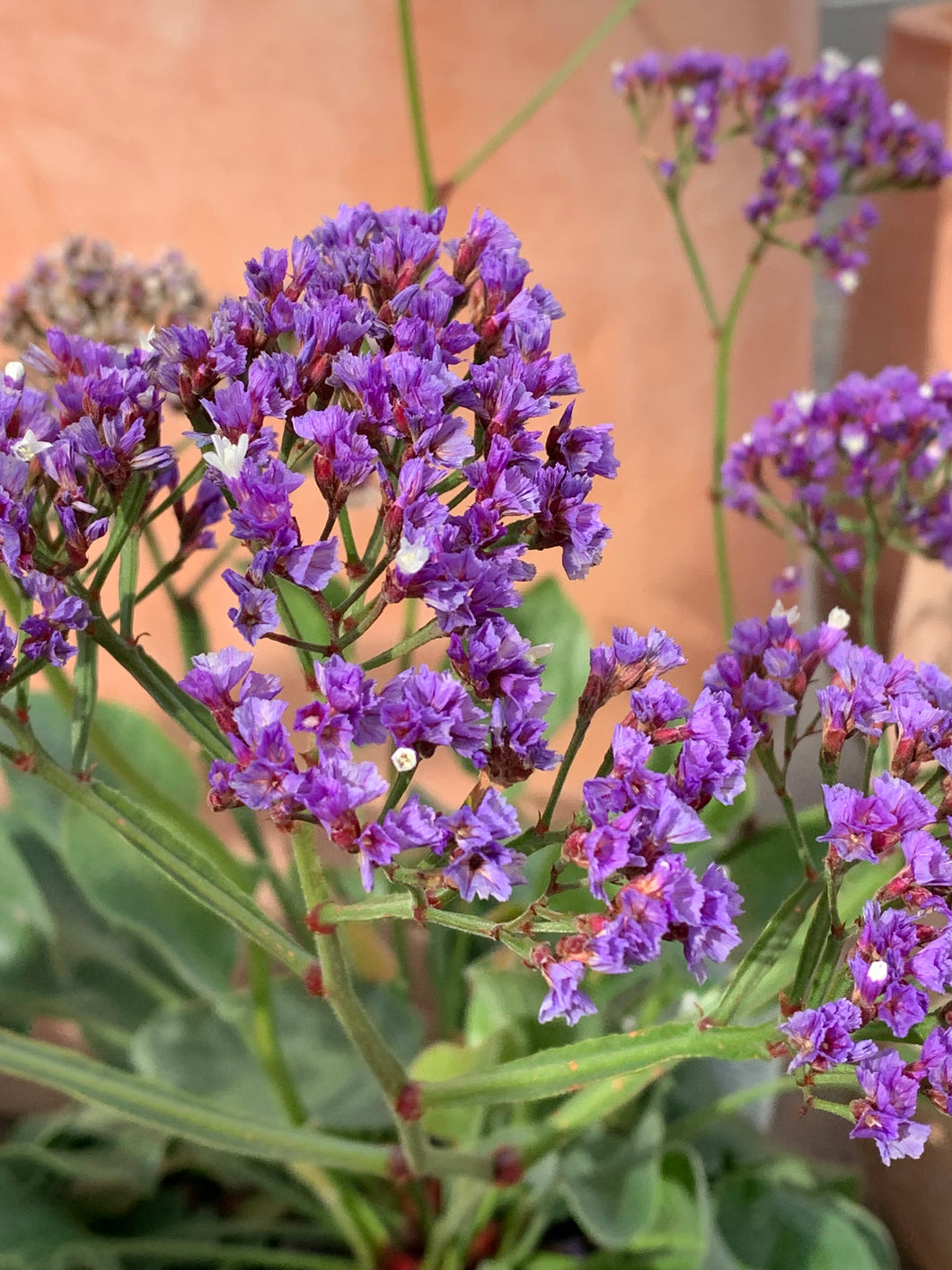 Limonium 'Perezii Blue'