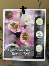 Load image into Gallery viewer, Chamelaucium &#39;Revelation&#39;
