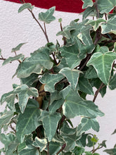 Load image into Gallery viewer, Hedera &#39;Variegated Ivy&#39;
