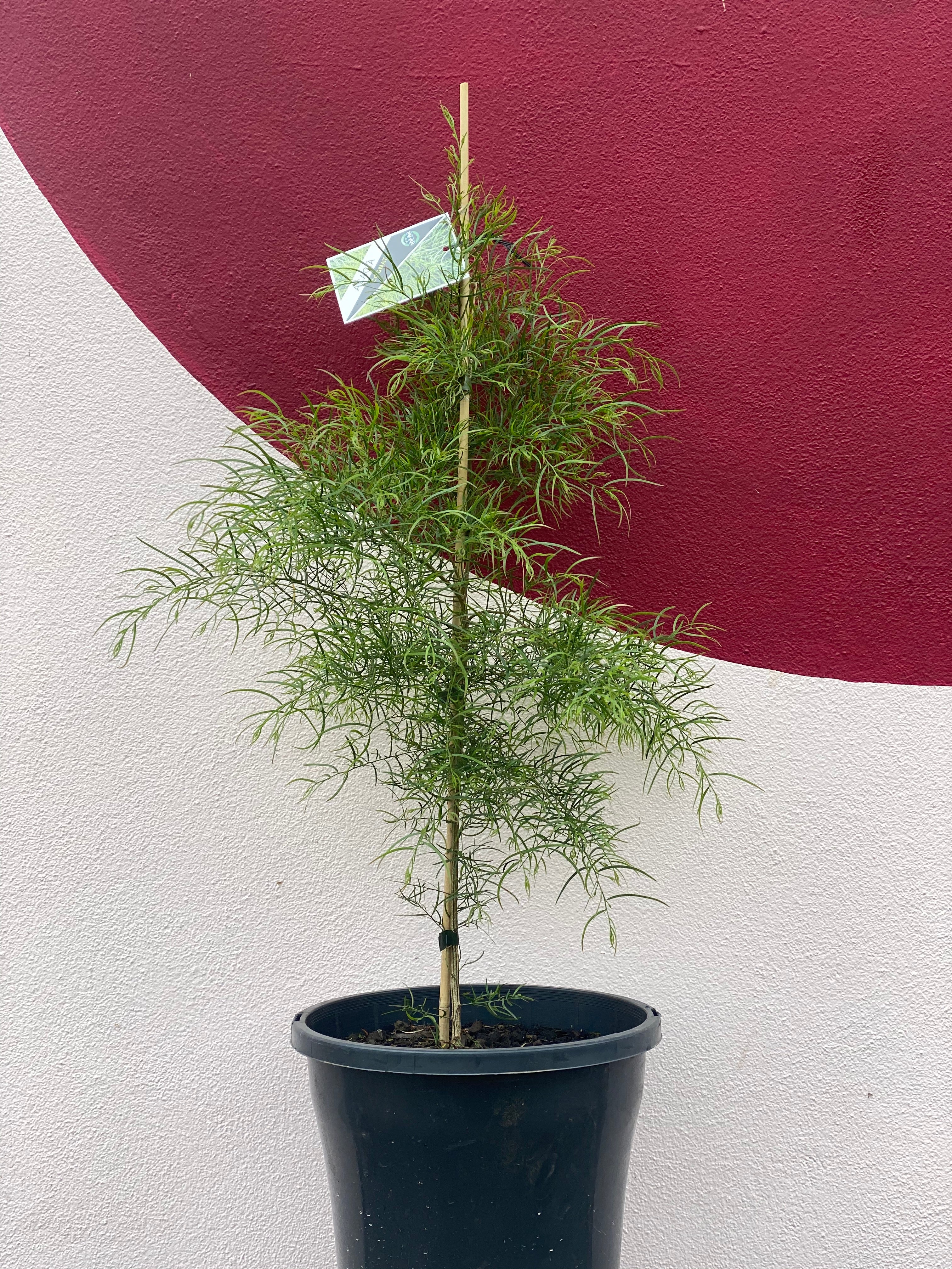 Acacia cognata