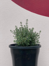 Load image into Gallery viewer, Westringia fruiticosa  &#39;Jervis Gem&#39;
