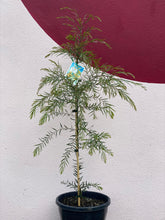 Load image into Gallery viewer, Acacia fimbriata
