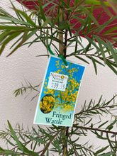 Load image into Gallery viewer, Acacia fimbriata
