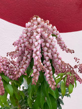 Load image into Gallery viewer, Pieris &#39;Christmas Cheer&#39;
