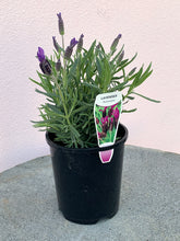 Load image into Gallery viewer, Lavender &#39;Avonview&#39;
