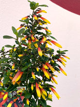 Load image into Gallery viewer, Jacobina ’Firefly’
