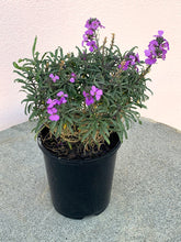 Load image into Gallery viewer, Erysimum ‘Bowles Me Away’
