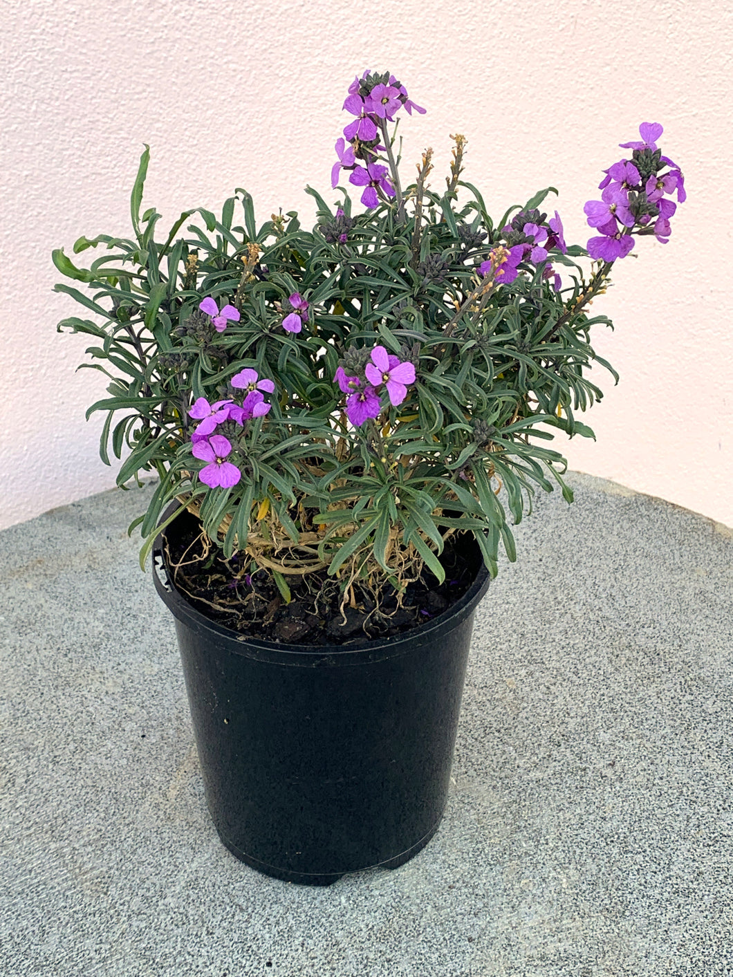 Erysimum ‘Bowles Me Away’