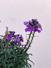 Load image into Gallery viewer, Erysimum ‘Bowles Me Away’
