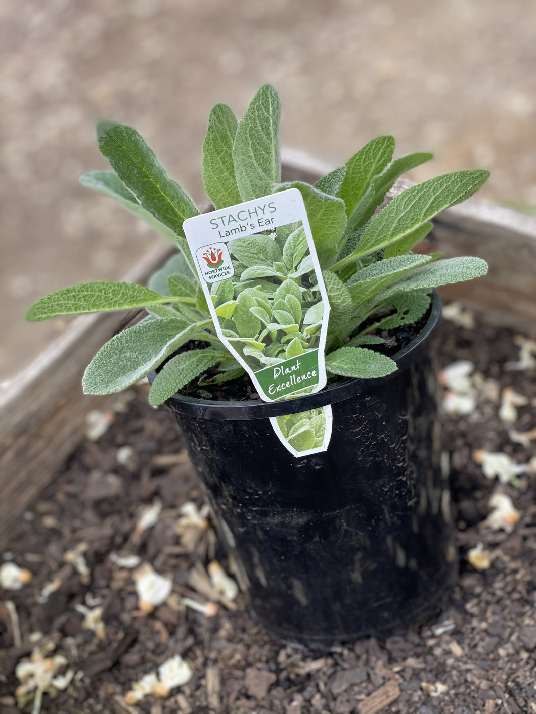 Stachys byzantina 'Lamb's Ears'