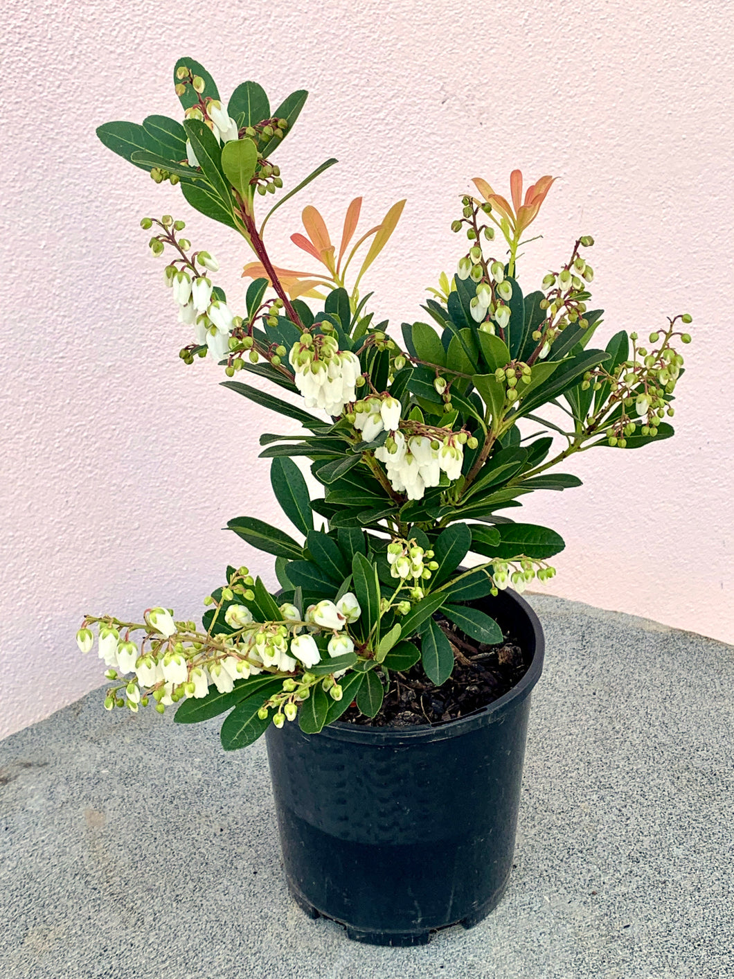 Pieris ’Temple Bells’