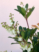 Load image into Gallery viewer, Pieris ’Temple Bells’
