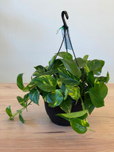 Load image into Gallery viewer, Epipremnum aureum &#39;Devil&#39;s Ivy&#39;
