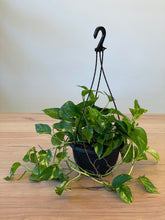 Load image into Gallery viewer, Epipremnum aureum &#39;Devil&#39;s Ivy&#39;
