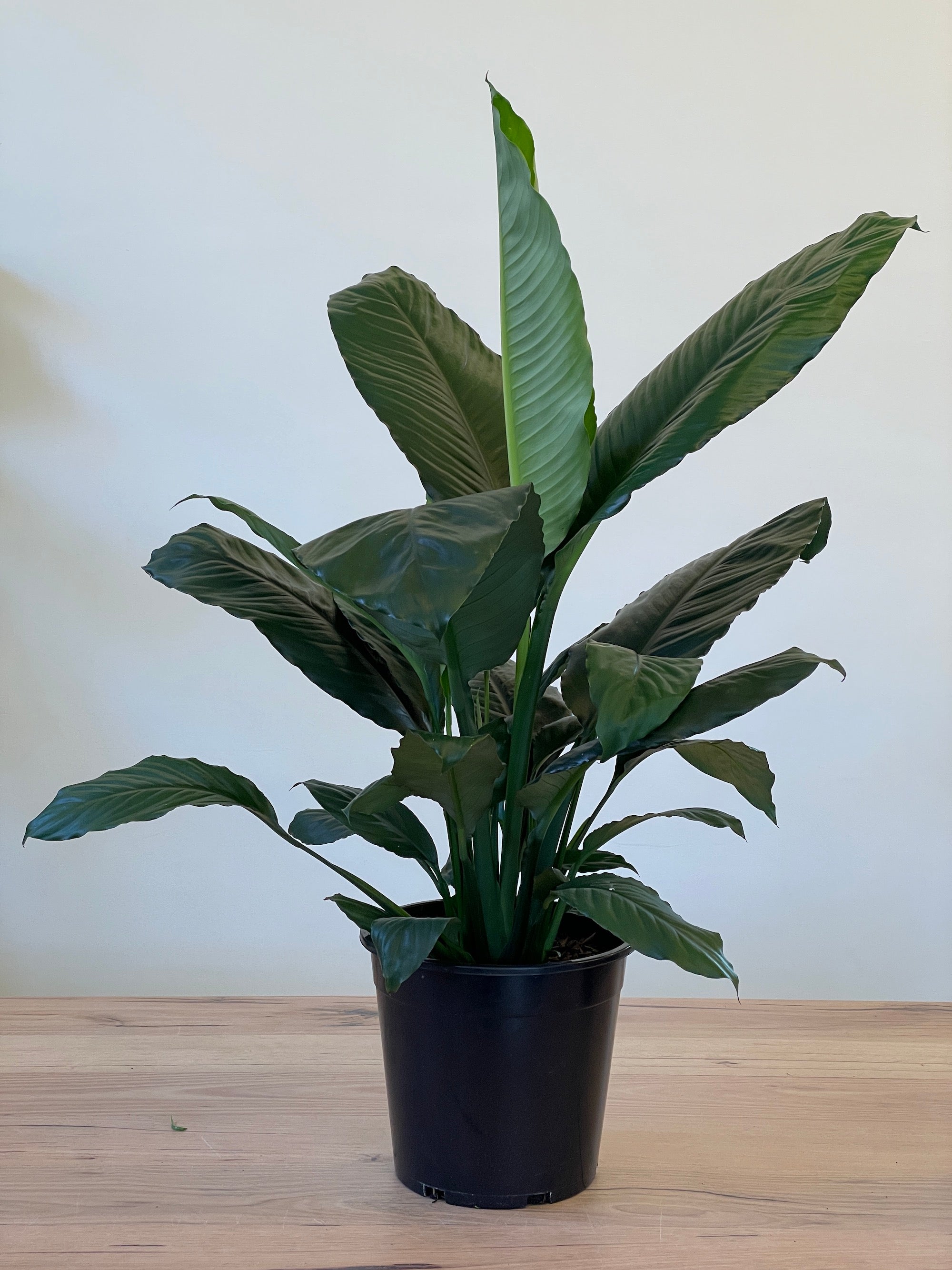 blue moon peace lily flower Spathiphyllum cochlearispathum 'Blue Moon' – Northcote Nursery