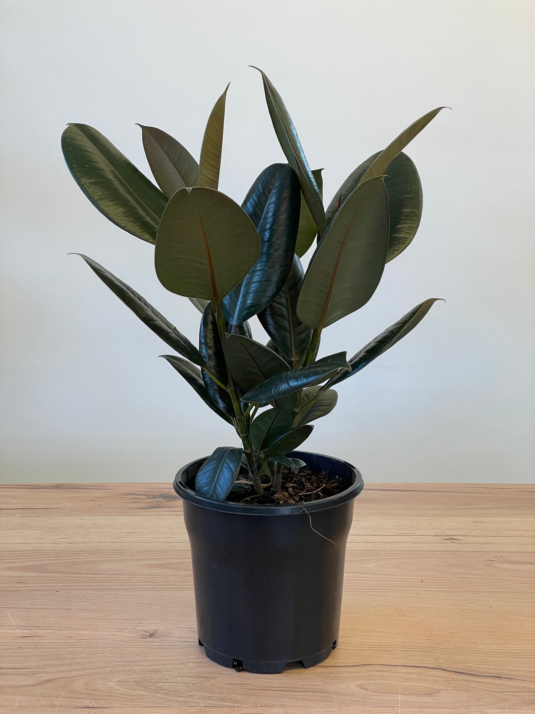 Ficus elastica 'Burgundy'