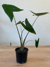 Load image into Gallery viewer, Alocasia zebrina
