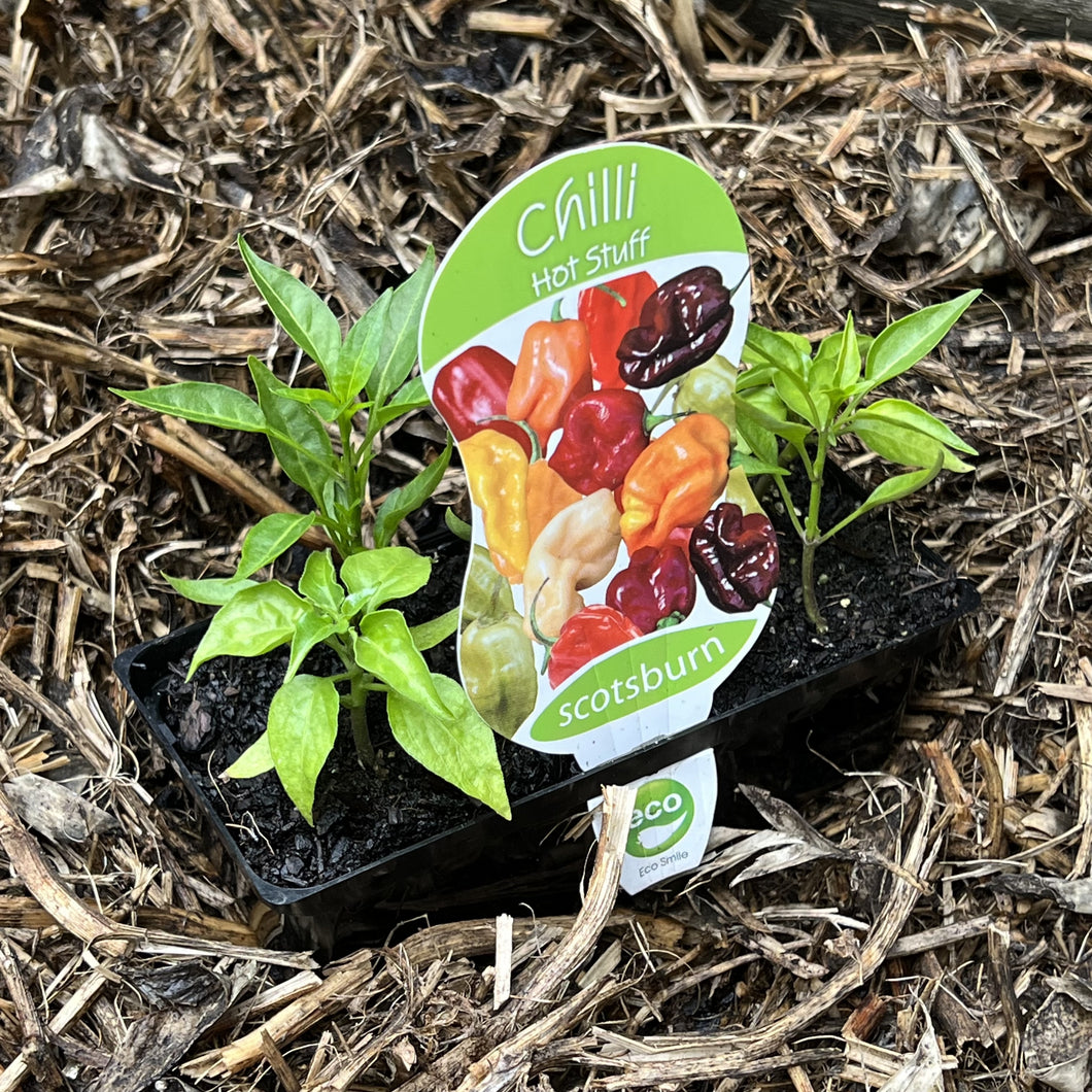 Chilli 'Hot Stuff'