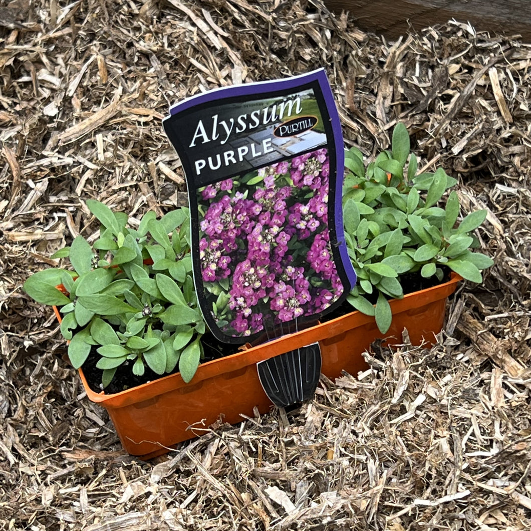 Alyssum 'Purple'