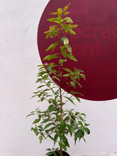 Load image into Gallery viewer, Lophostemon confertus
