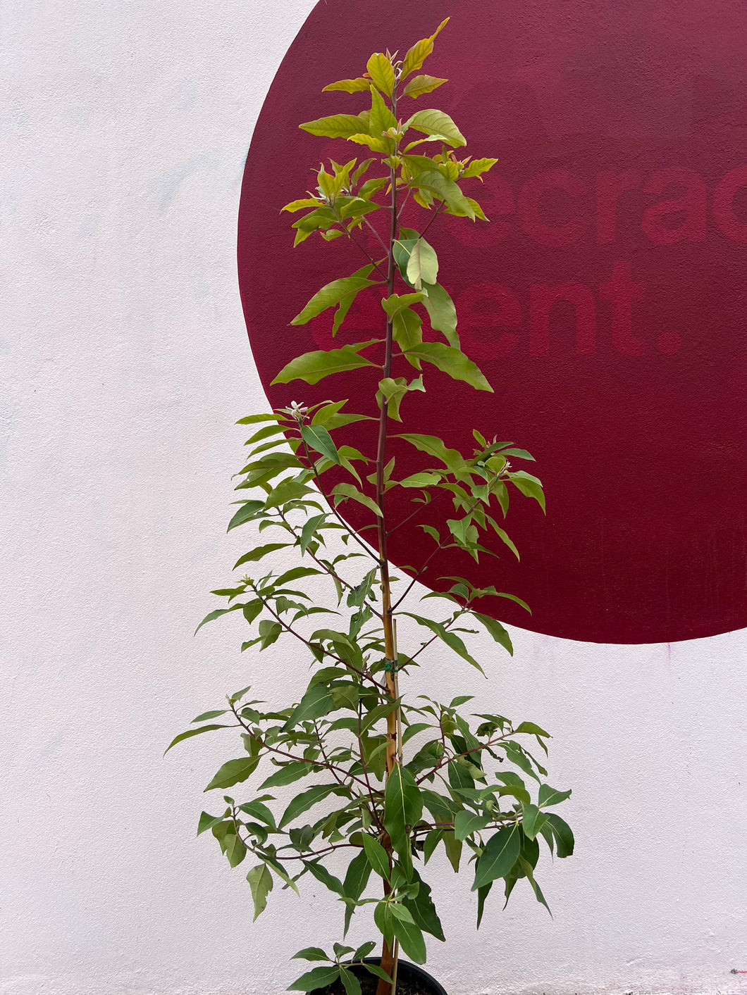 Lophostemon confertus