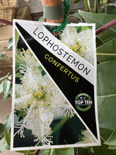 Load image into Gallery viewer, Lophostemon confertus

