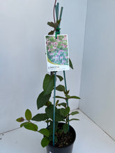 Load image into Gallery viewer, Lonicera americana
