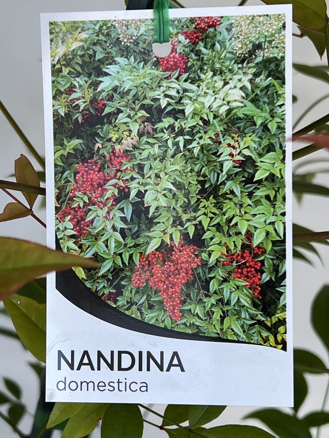 Nandina domestica