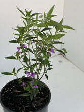 Load image into Gallery viewer, Prostanthera ovalifolia &#39;Compacta&#39;
